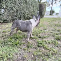 Stormy, a female French Bulldog for sale in Naples, FL – Photo 8 of 10