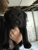 Onyx, a female Great Dane and Rottweiler for sale in Fort Dodge, IA – 2 of 2