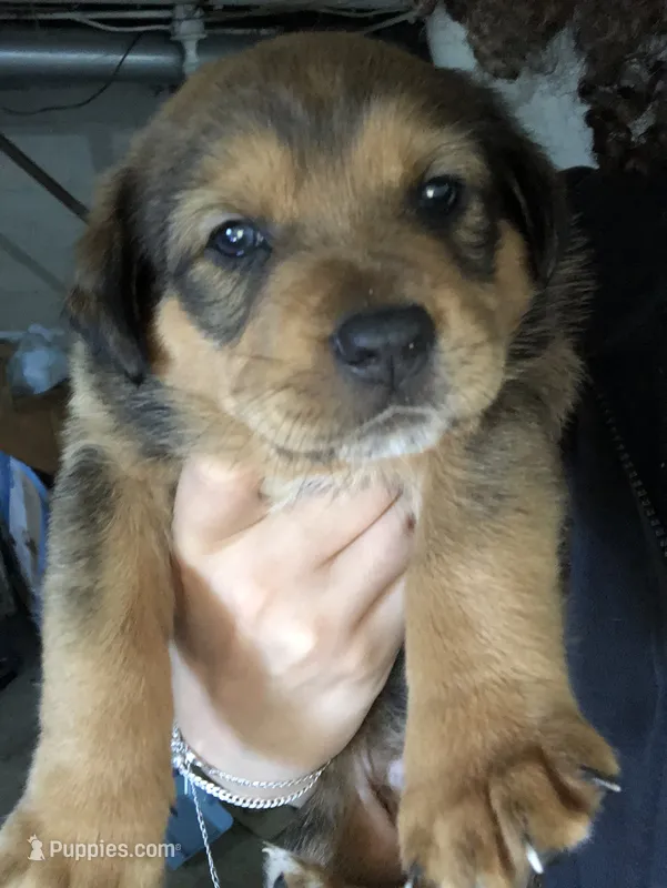 Calypso  – Great Dane, Rottweiler puppy for sale in Fort Dodge, IA