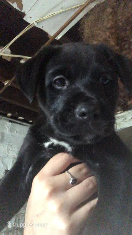 Onyx – Great Dane, Rottweiler puppy for sale in Fort Dodge, IA
