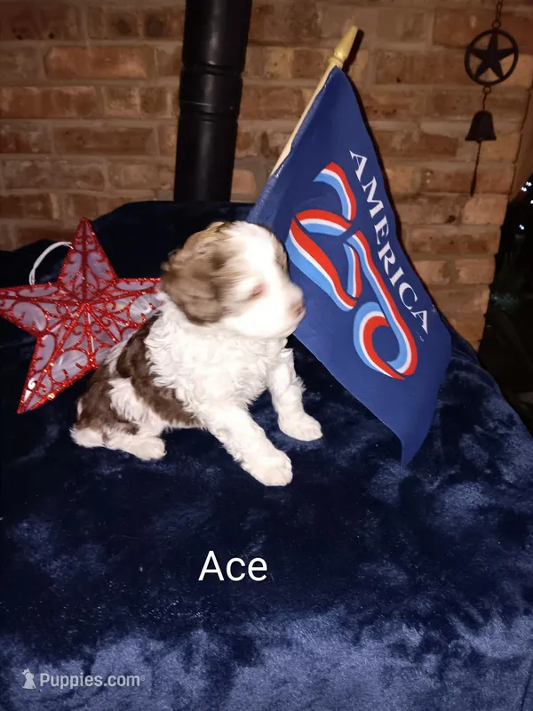 Ace – Cavapoo, Bichpoo puppy for sale in Allenton, WI