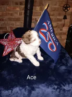 Ace, a male Cavapoo and Bichpoo for sale in Allenton, WI – 1 of 3