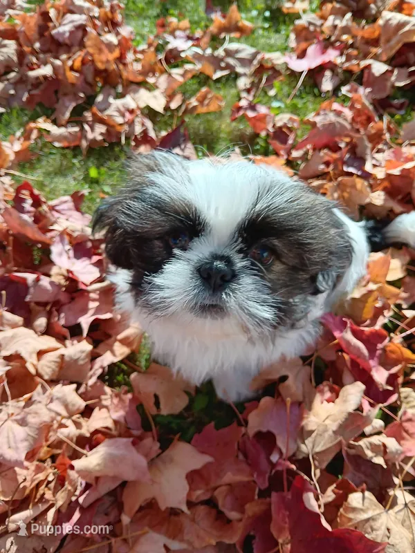Leo – Shih Tzu puppy for sale in Allenton, WI