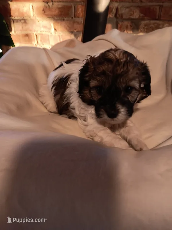 Cavapoos – Cavapoo puppy for sale in Allenton, WI
