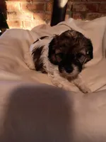 Cavapoos, a male Cavapoo for sale in Allenton, WI – 1 of 7