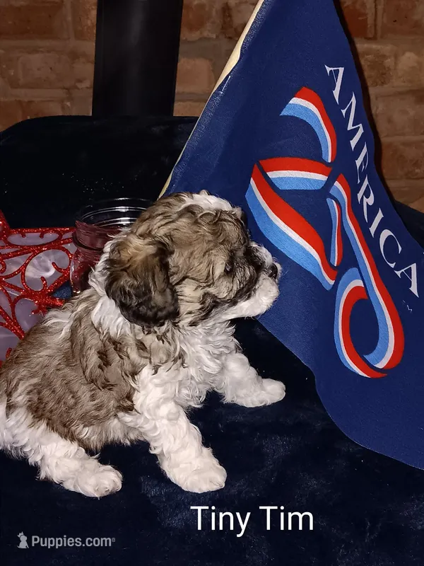 Tiny Tim – Cavapoo, Bichpoo puppy for sale in Allenton, WI