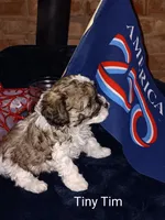 Tiny Tim, a male Cavapoo and Bichpoo for sale in Allenton, WI – 1 of 3
