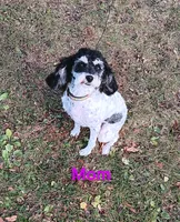 Tiny Tim, a male Cavapoo and Bichpoo for sale in Allenton, WI – 2 of 3