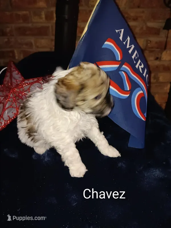 Chavez – Cavapoo, Bichpoo puppy for sale in Allenton, WI