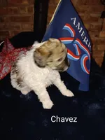 Chavez, a male Cavapoo and Bichpoo for sale in Allenton, WI – 1 of 3