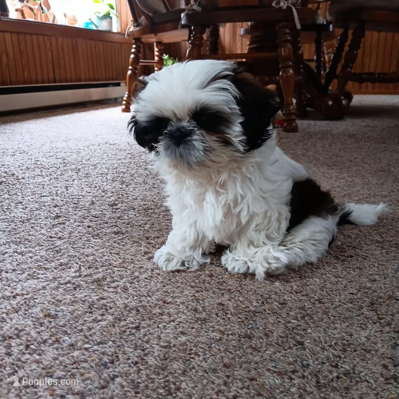 Panda – Shih Tzu puppy for sale in Allenton, WI