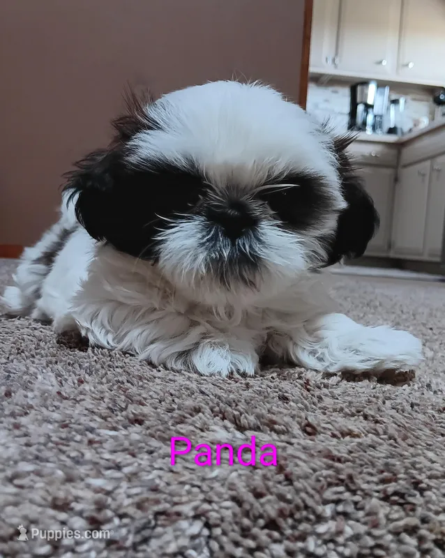 Panda – Shih Tzu puppy for sale in Allenton, WI