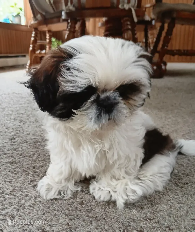 Panda – Shih Tzu puppy for sale in Allenton, WI