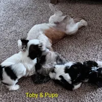 Panda, a female Shih Tzu for sale in Allenton, WI – Photo 7 of 8