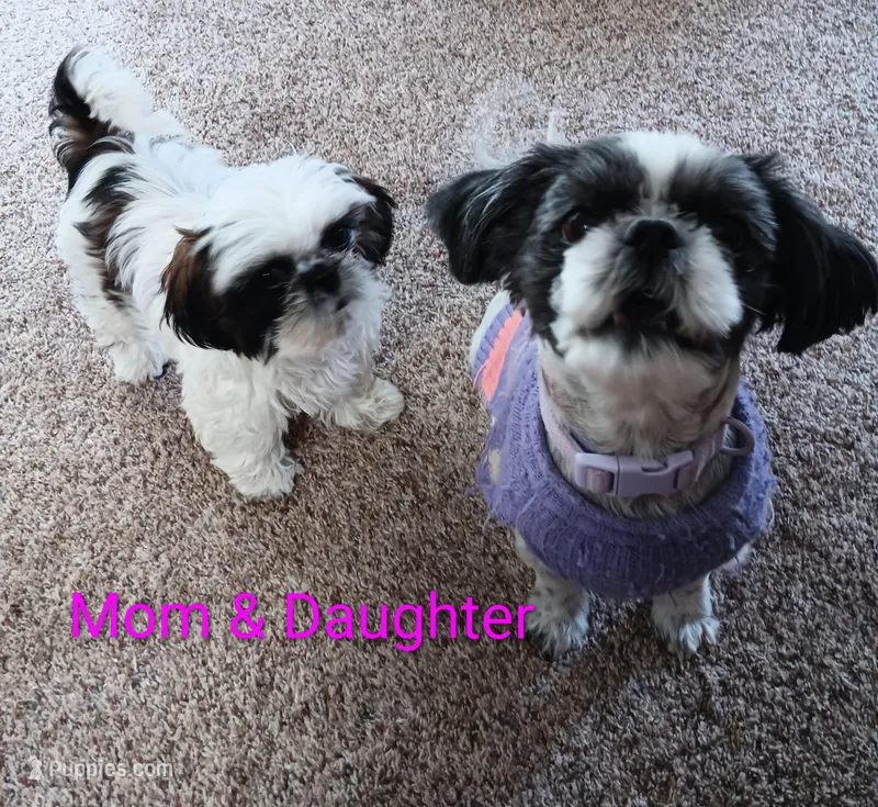 Panda – Shih Tzu puppy for sale in Allenton, WI