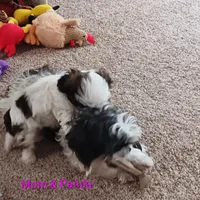 Panda, a female Shih Tzu for sale in Allenton, WI – Photo 5 of 8