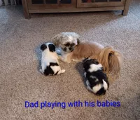 Panda, a female Shih Tzu for sale in Allenton, WI – Photo 6 of 8