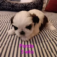 Panda, a female Shih Tzu for sale in Allenton, WI – Photo 8 of 8