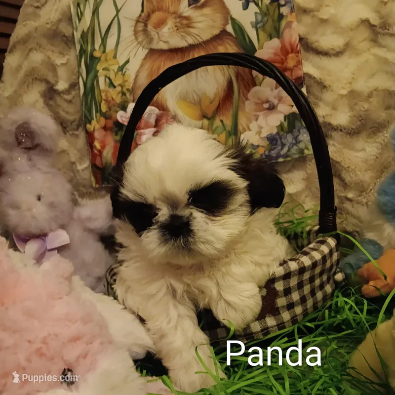 Panda – Shih Tzu puppy for sale in Allenton, WI