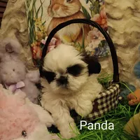 Panda, a female Shih Tzu for sale in Allenton, WI – Photo 1 of 8