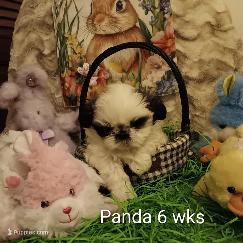 Panda – Shih Tzu puppy for sale in Allenton, WI
