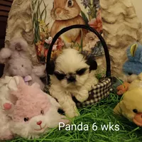 Panda, a female Shih Tzu for sale in Allenton, WI – Photo 2 of 8