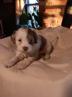 Cavapoos, a male Cavapoo for sale in Allenton, WI – 3 of 7