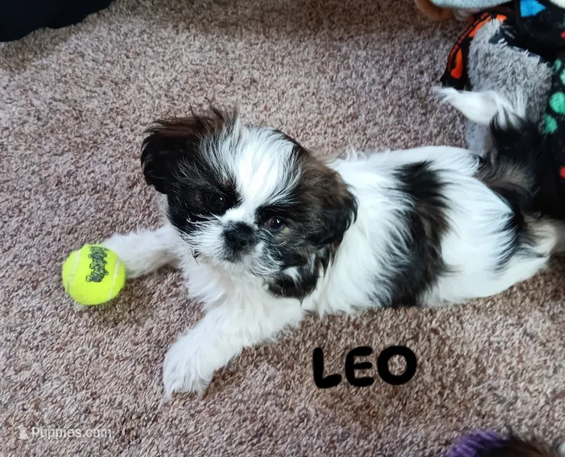Leo – Shih Tzu puppy for sale in Allenton, WI