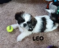 Leo, a male Shih Tzu for sale in Allenton, WI – 1 of 7