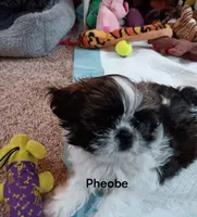 Pheobe , a female Shih Tzu for sale in Allenton, WI – 2 of 7