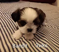 Bandit, a male Shih Tzu for sale in Allenton, WI – Photo 8 of 8
