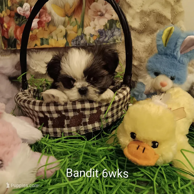 Bandit, a male Shih Tzu for sale in Allenton, WI – Photo 1 of 8