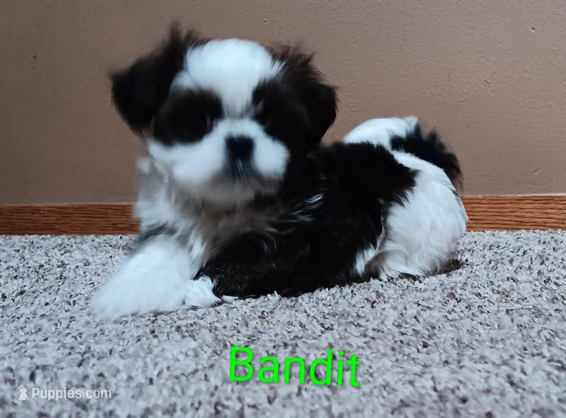 Bandit – Shih Tzu puppy for sale in Allenton, WI