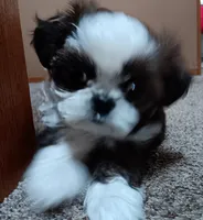 Bandit, a male Shih Tzu for sale in Allenton, WI – Photo 4 of 8