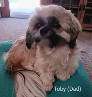 Leo, a male Shih Tzu for sale in Allenton, WI – 7 of 7
