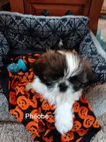 Pheobe , a female Shih Tzu for sale in Allenton, WI – 1 of 7