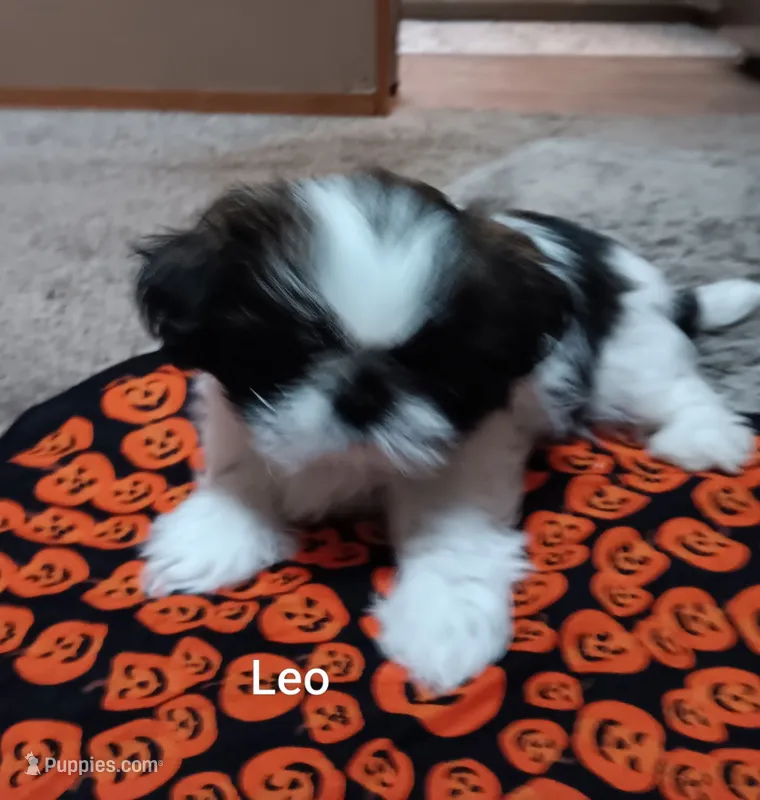 Leo – Shih Tzu puppy for sale in Allenton, WI