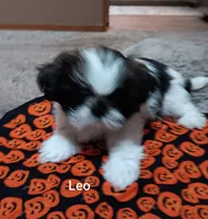 Leo, a male Shih Tzu for sale in Allenton, WI – 3 of 7