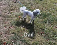 Tiny Tim, a male Cavapoo and Bichpoo for sale in Allenton, WI – 3 of 3