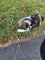Pheobe , a female Shih Tzu for sale in Allenton, WI – 6 of 7
