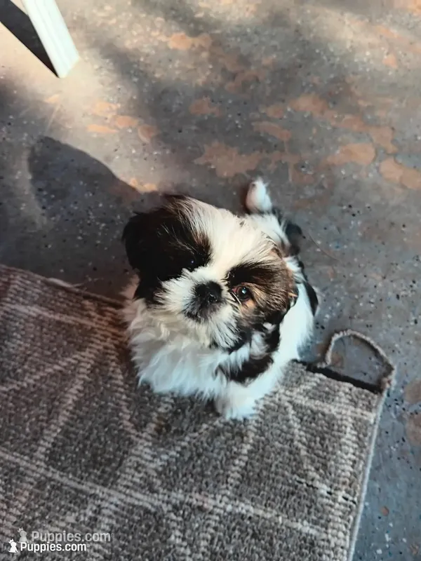 Leo – Shih Tzu puppy for sale in Allenton, WI