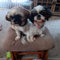 Pheobe , a female Shih Tzu for sale in Allenton, WI – 4 of 7