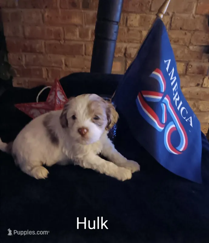 Hulk – Cavapoo, Bichpoo puppy for sale in Allenton, WI