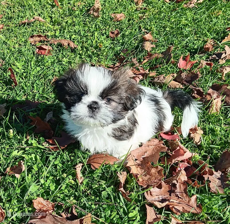Leo – Shih Tzu puppy for sale in Allenton, WI
