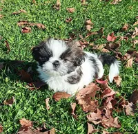Leo, a male Shih Tzu for sale in Allenton, WI – 2 of 7