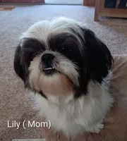 Leo, a male Shih Tzu for sale in Allenton, WI – 6 of 7
