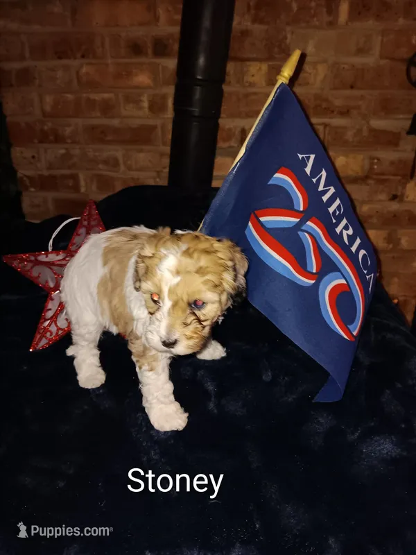 Stoney, a male Cavapoo and Bichpoo for sale in Allenton, WI – 1 of 3