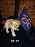 Stoney, a male Cavapoo and Bichpoo for sale in Allenton, WI – 1 of 3