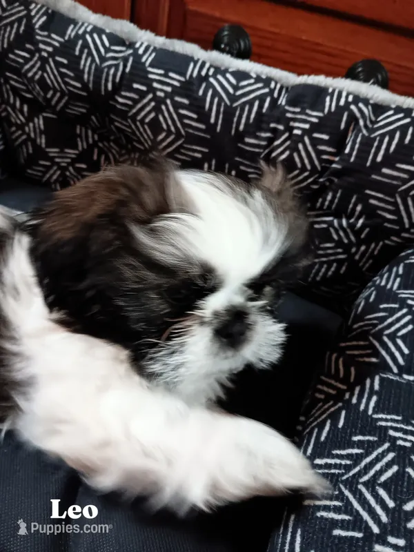 Leo – Shih Tzu puppy for sale in Allenton, WI