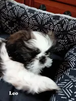 Leo, a male Shih Tzu for sale in Allenton, WI – 4 of 7